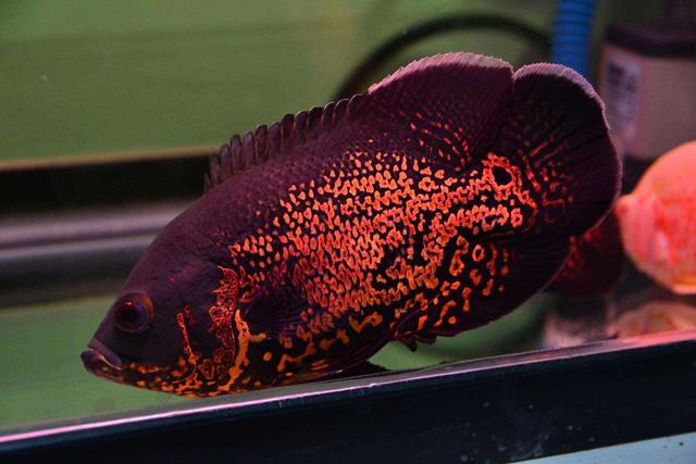 为啥说养鱼养单不养双,观赏鱼是单数好还是双数好穿出好