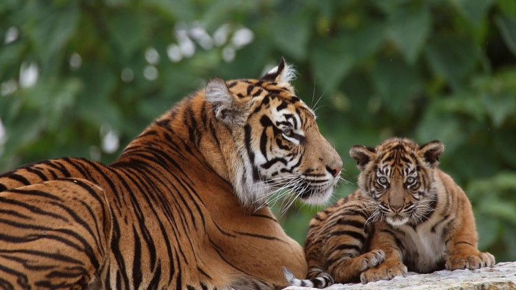 狮子和老虎打架的故事,老虎和狮子打架谁厉害