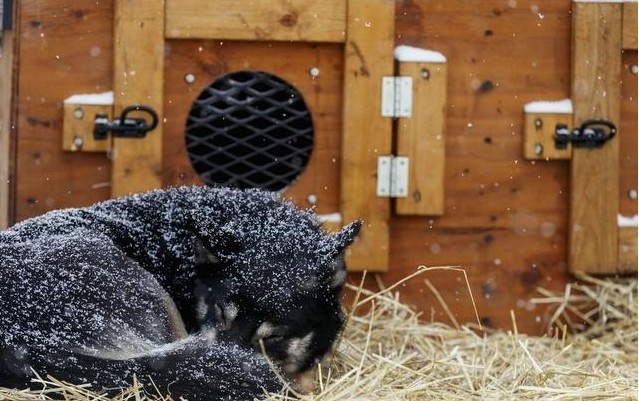 给狗狗穿衣服狗狗调皮怎么办,冬天了不给狗狗穿衣服狗狗会冷吗