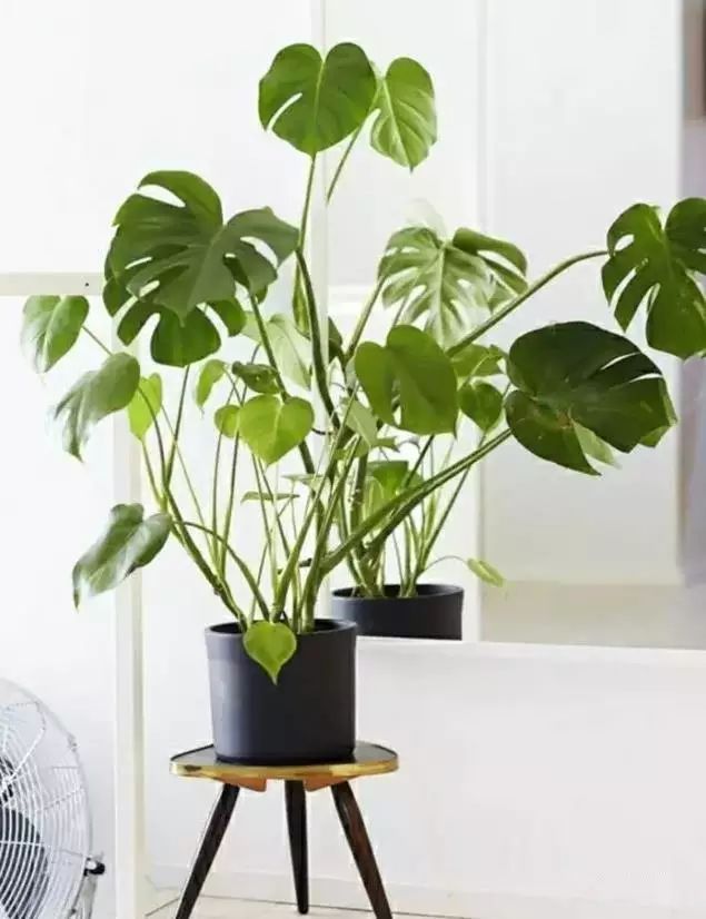 放卧室的观赏植物,适合放房间的植物好看