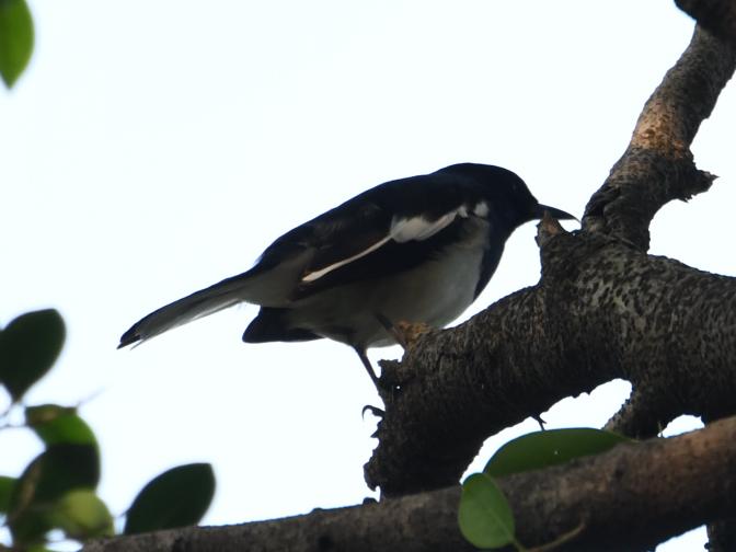 广州晓港公园拍到黑枕黄鹂,广州晓港公园简介
