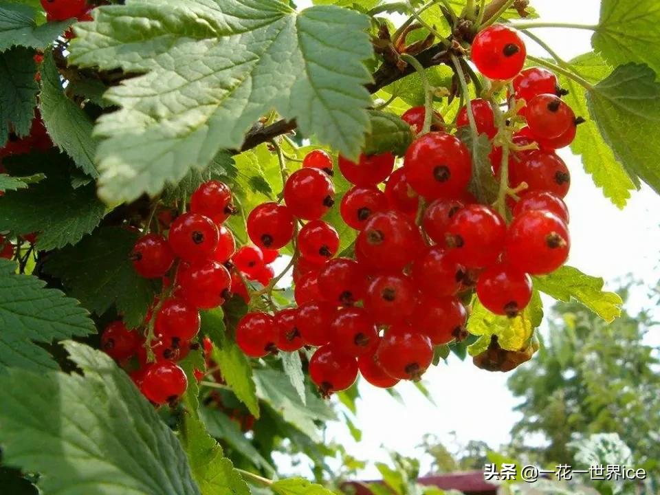 中国在俄罗斯能种植的水果 (俄罗斯进口中国水果有最新消息吗)