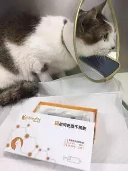猫咪肾衰竭4级救活的概率大么,猫咪肾衰竭治愈率