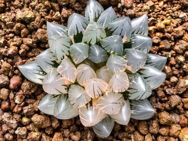 多肉植物好养又容易开花,长相怪异的9种多肉植物