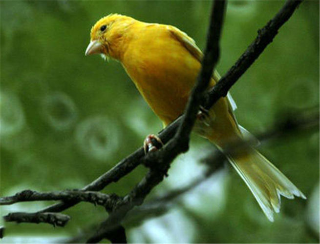 适合在家养的宠物鸟有哪些,不知道养什么观赏鱼