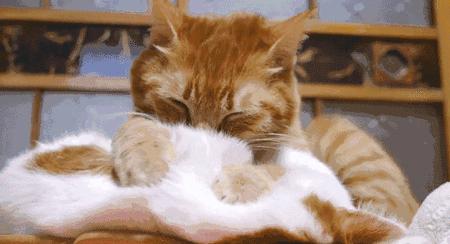 养猫包包,养猫保健药