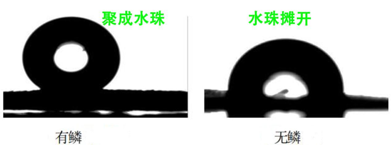 荷叶为什么出淤泥而不染读后感,荷叶出淤泥而不染濯清涟而不妖