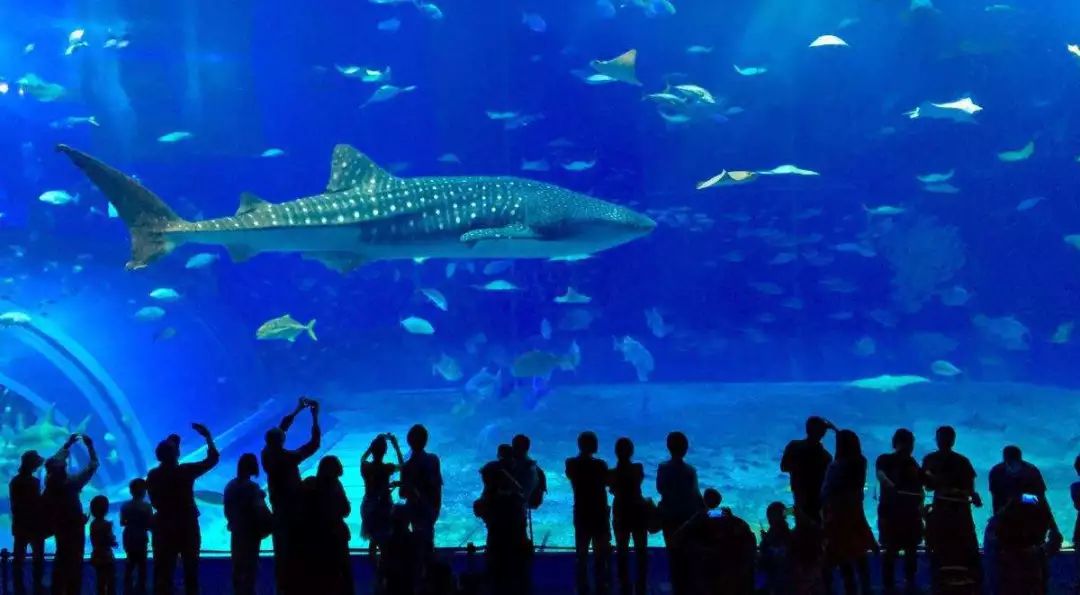 出走冲绳|有一种海水的蓝，叫做果冻蓝