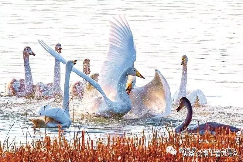 「行游天下」旅讯(2018第43期)送上一支攀枝花,带着阳光和甜蜜