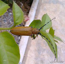 天牛病对树的危害,桑天牛主要危害时期