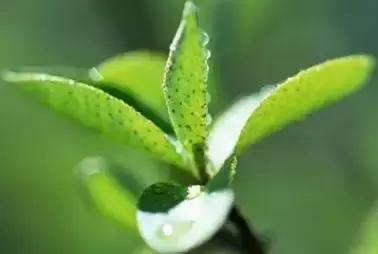 生长素和细胞分裂素是植物激素吗,生长素脱落酸赤霉素细胞分裂素