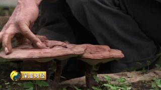 能致富的中药材品种,发家致富的神奇植物