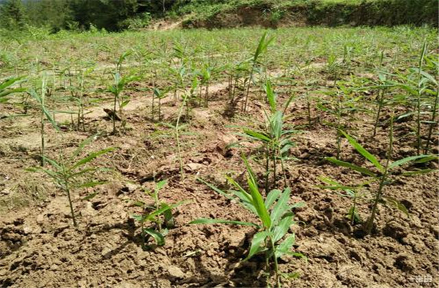 生姜种植技术总结及整理方法,生姜种植技术步骤