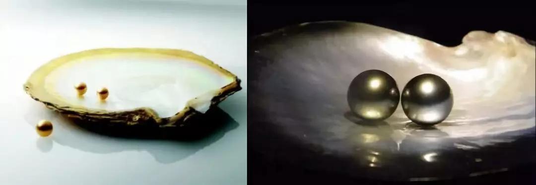 12毫米的淡水珍珠多少钱一颗,疯狂的黑珍珠