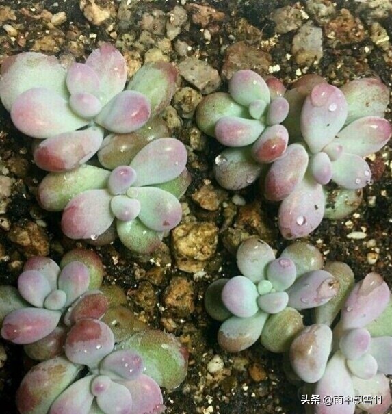 扦插的多肉怎么移栽,多肉的扦插方法和步骤