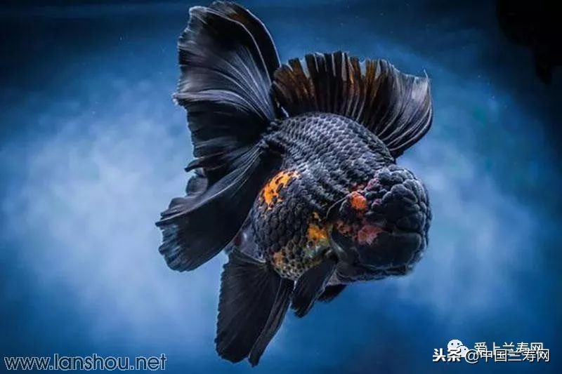 十大最稀有的金鱼品种,比较大的金鱼品种有哪些