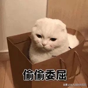 不让猫生小猫的方法,让不让猫咪生孩子