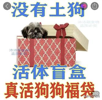 活体宠物塞入“盲盒”，拆开后是狗狗尸体！卖家：玩不起别买