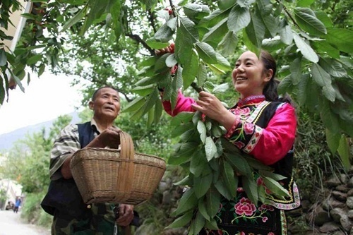 汶川甜樱桃种植,汶川早熟樱桃