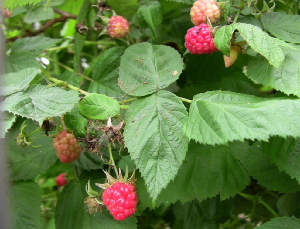 荒地野果,野果子白色山莓