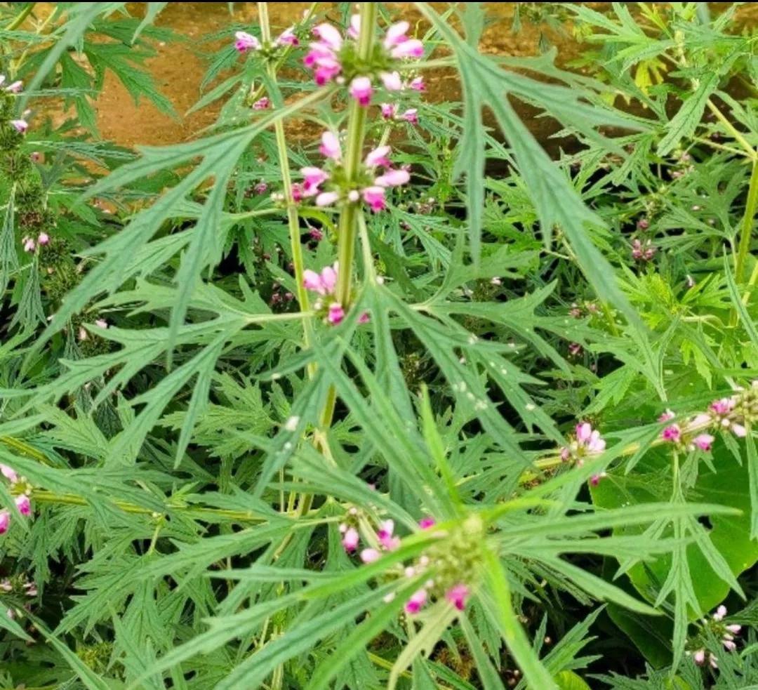 野生植物类中药一览表,民间中药植物