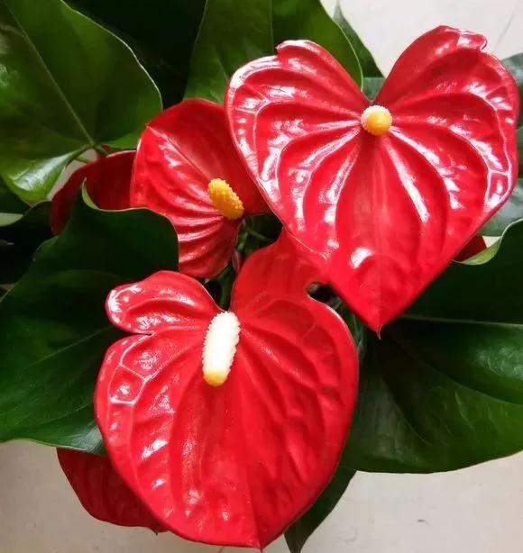 适合阳台养的四季开花有花香的花,花期长耐热耐寒又好养的花卉