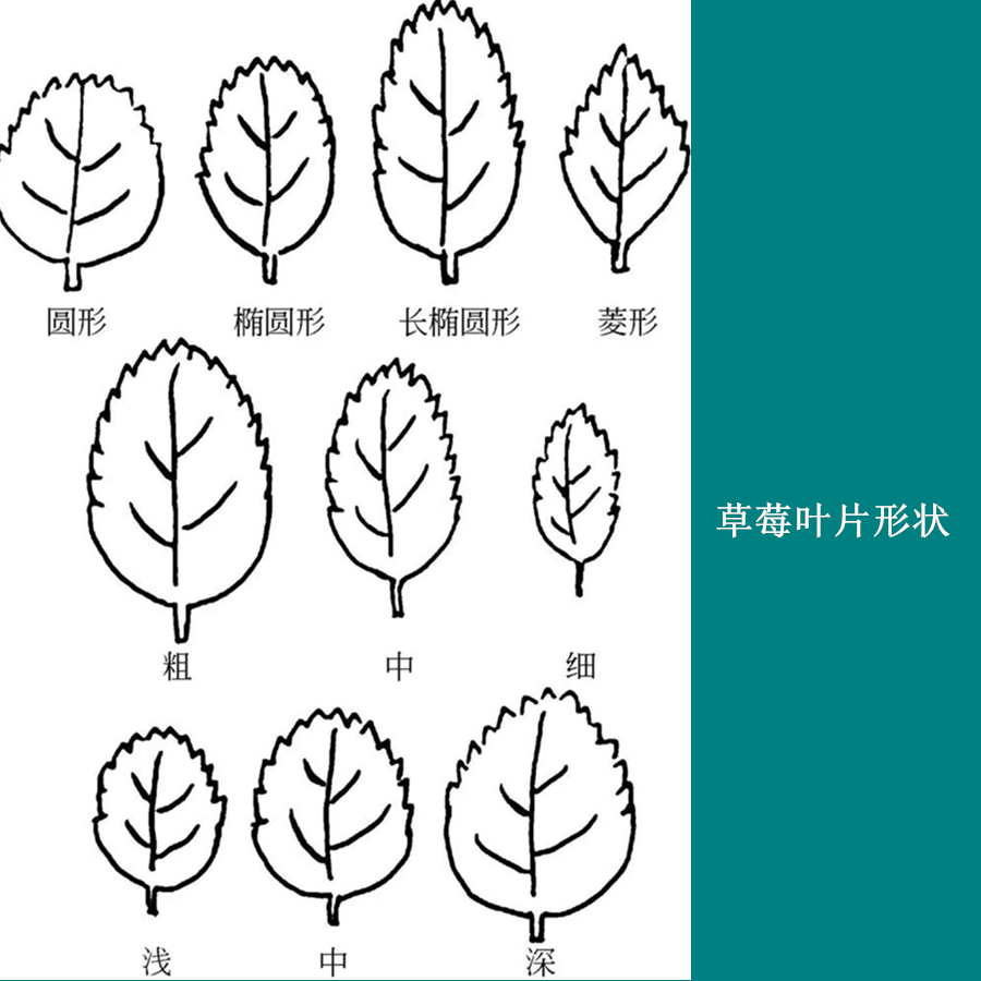 草莓的种植方法和感受,草莓的种植条件跟要求