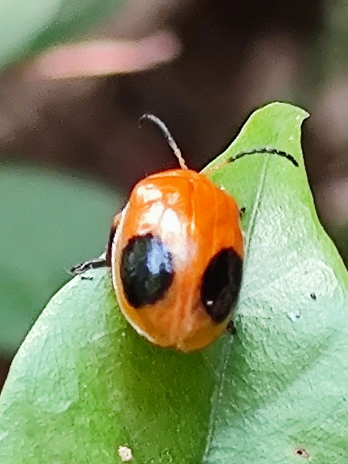 青秀山有什么独特之处,青秀山里有什么美景