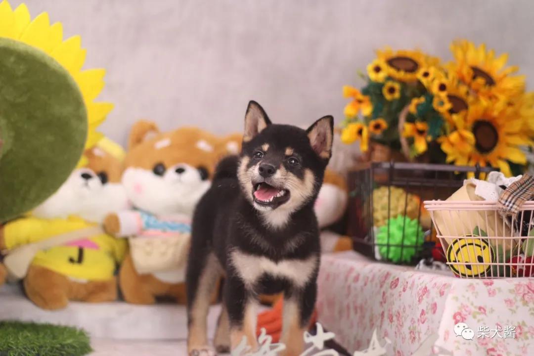 柴犬最便宜价格在多少左右,柴犬价位最便宜多少钱