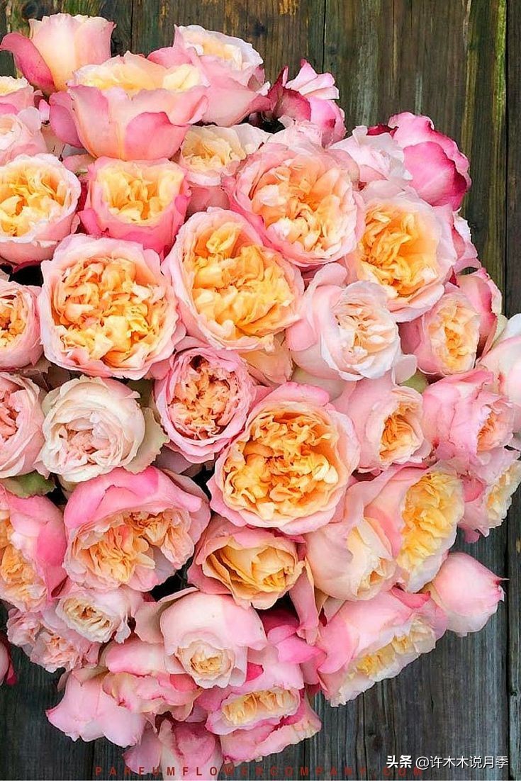 奥斯汀花型月季推荐,奥斯汀月季2020新品种