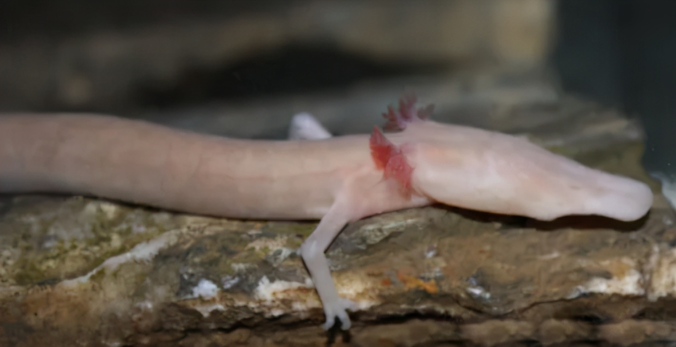 你知道乌龟为什么能活这么久吗,乌龟不用吃东西它也能活下来吗