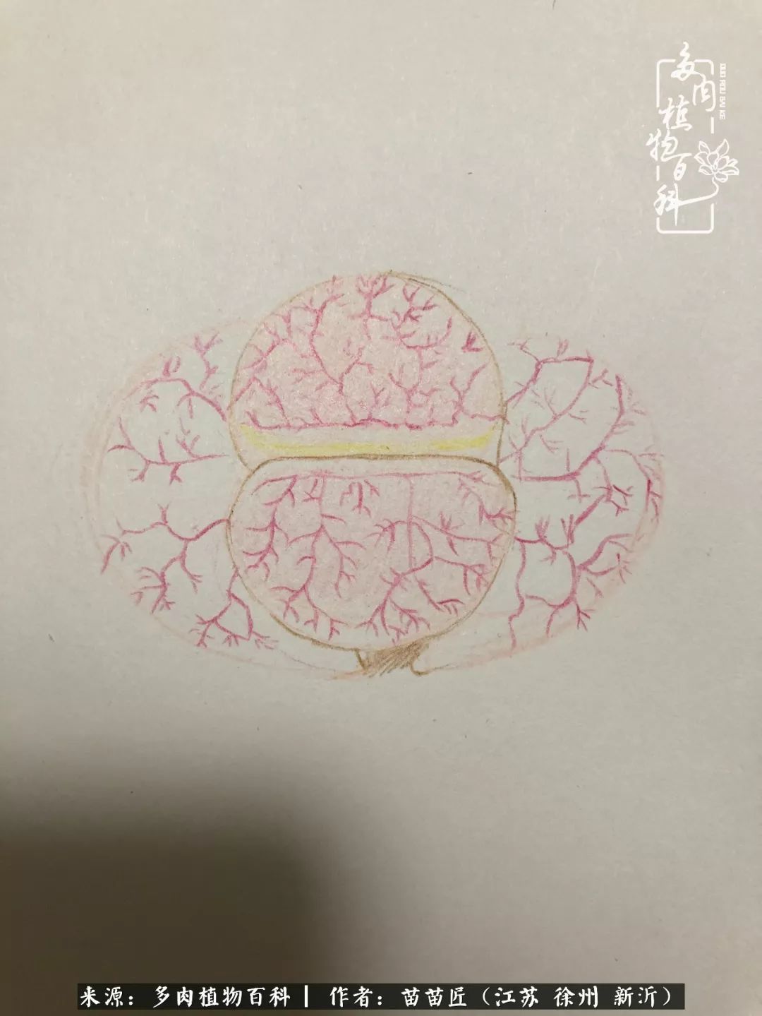 多肉之江湖：众肉友们，修仙渡劫几何了？