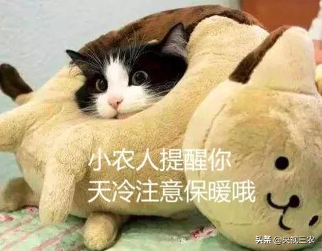 羊肉片一涮就碎了,真假羊肉片煮后效果