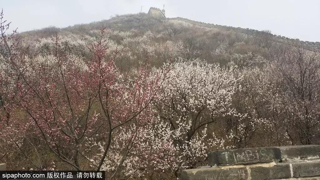 春暖花开，北京周边适合登高的地方，花开正美！还有专线能直达一个5*级A**长城景区！