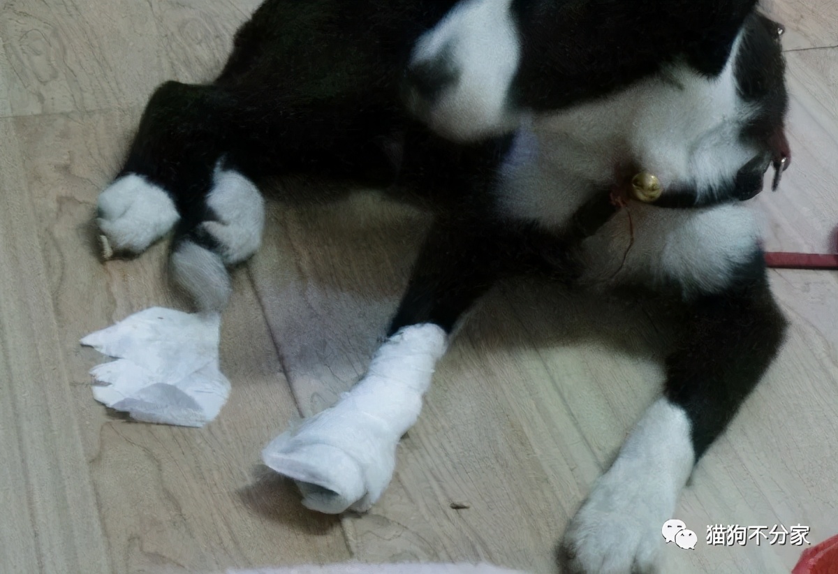 狗狗划伤了怎么处理伤口,狗狗脚掌被玻璃划伤怎么办