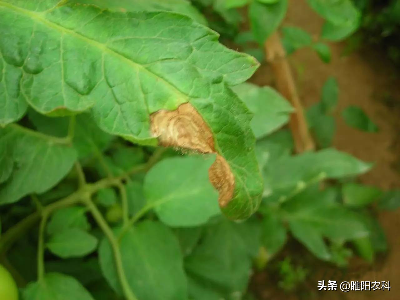 灰霉病很顽固,难根除,教你几个最有效的防治方法