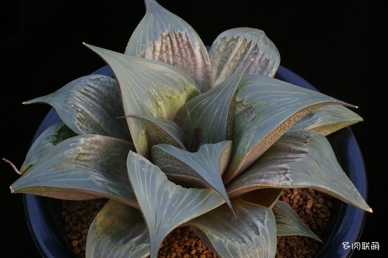 多肉玉露寿的品种图鉴,日本十大耐阴多肉