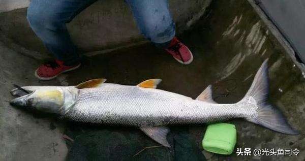 中国顶级鱼类大全你认识多少,十大淡水掠食性鱼类排名