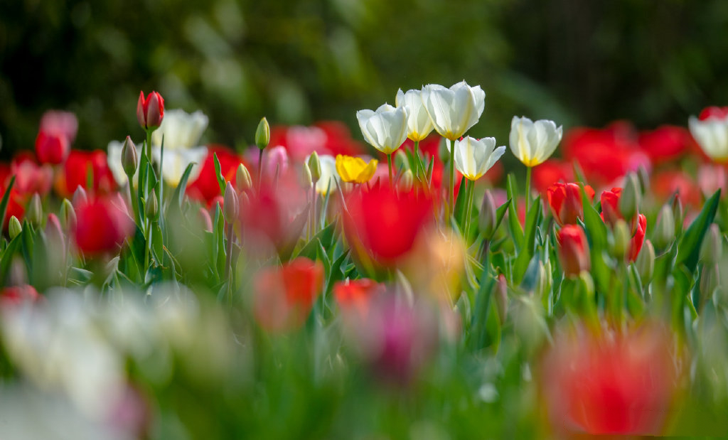 郁金香济南哪里最好,济南万象城郁金香
