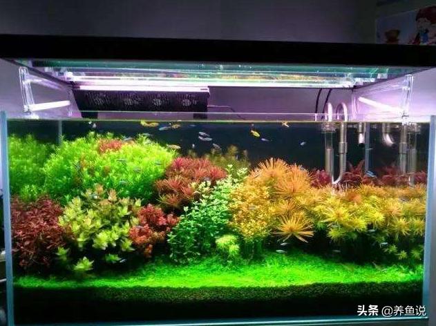 为什么水草缸要养金鱼,为什么水草放缸里水草被咬烂了