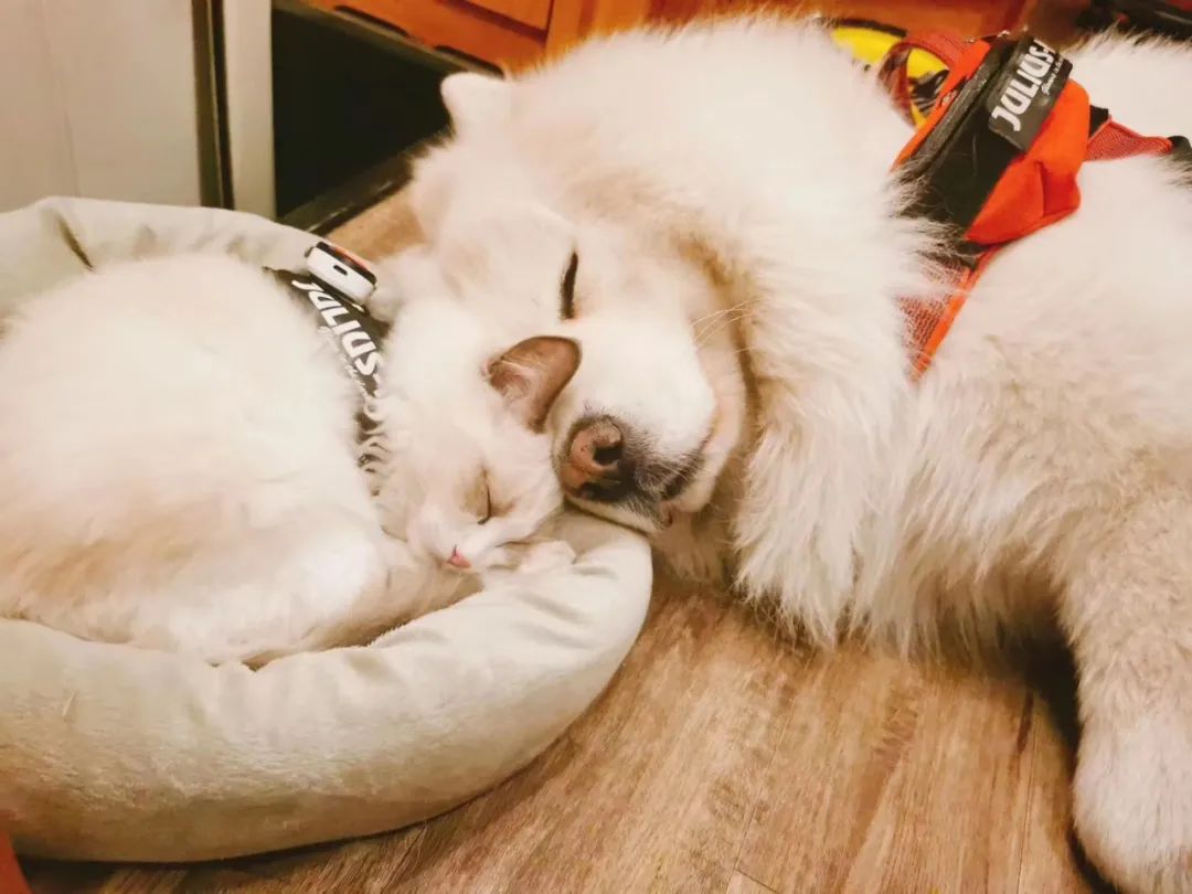 狗狗刚到家铲屎官注意事项,铲屎官必知的6个狗狗喂养好习惯