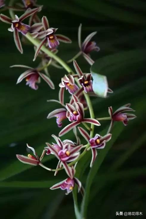 硬叶兰与纹瓣兰哪个贵,兰花老品种出艺莲瓣兰