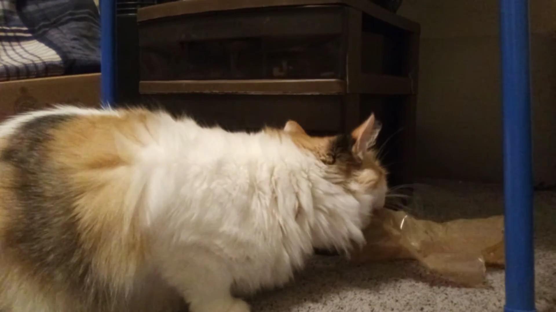 猫咪喜欢在塑料上尿尿怎么办,猫咪吃了一小块塑料怎么办