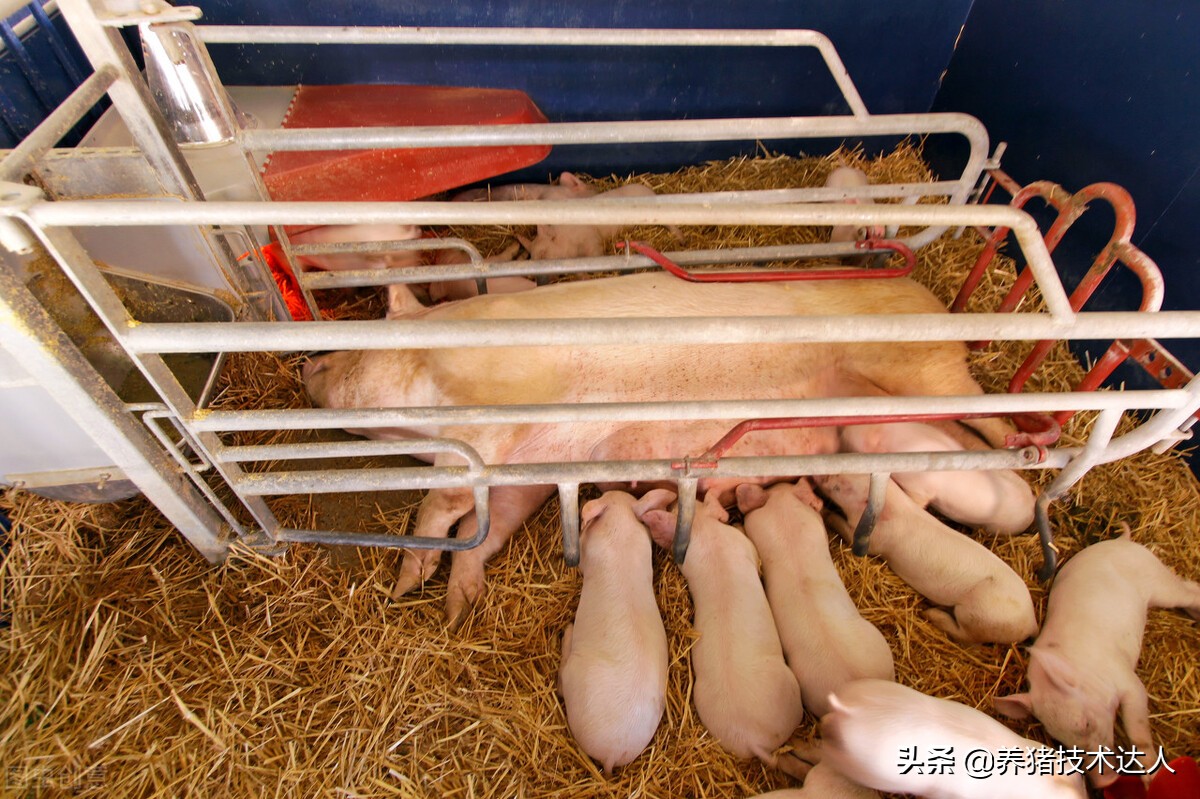 猪拉羊屎疙瘩皮肤发红怎么办,猪皮肤发红指压不褪色