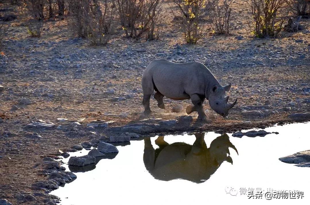 食草动物中的“斗士”-黑犀