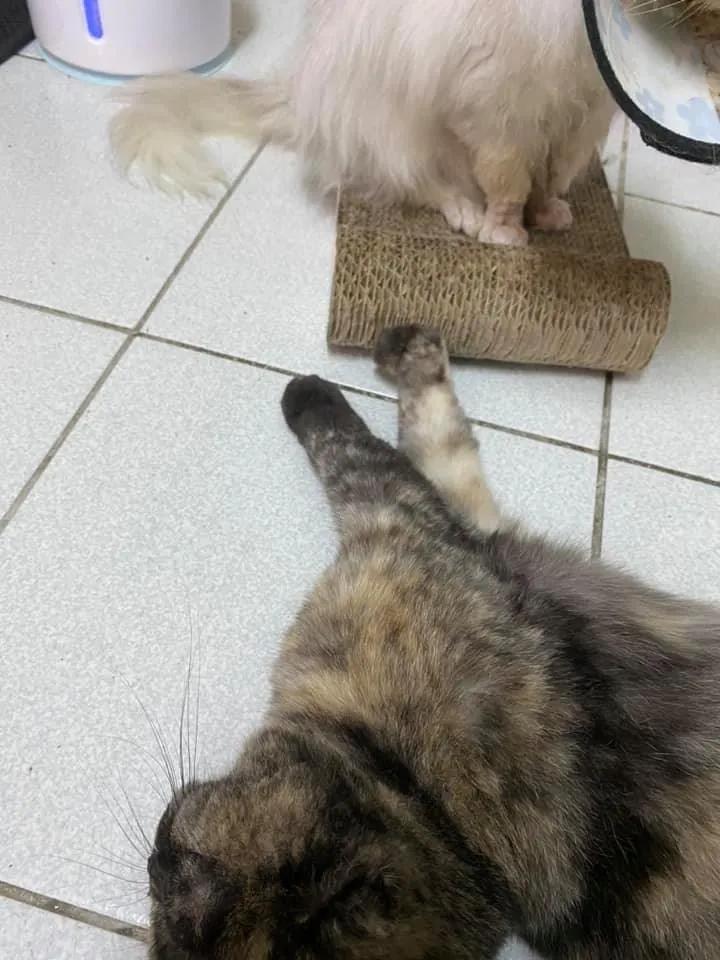 在路上捡回来的流浪猫给它洗澡,救助的流浪猫生病自己无能为力