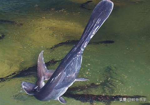 三亿年前的鸭嘴鱼,鸭嘴兽几千万年前