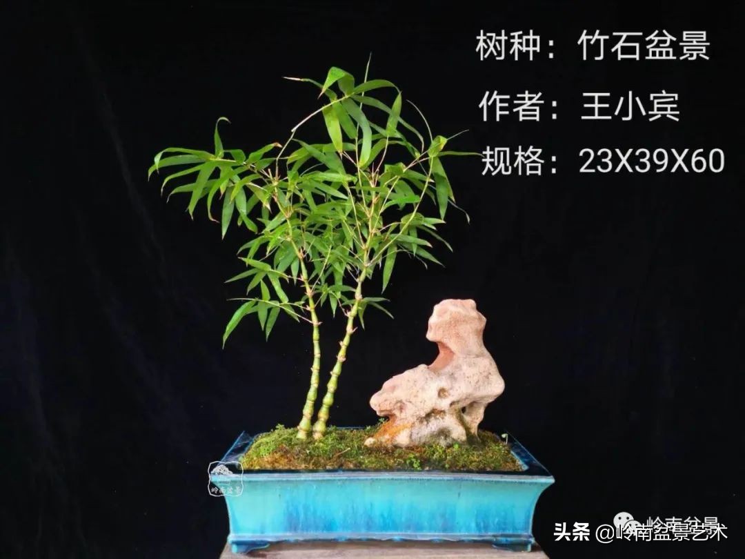 广东的盆景有哪些,适合广东玩的盆景