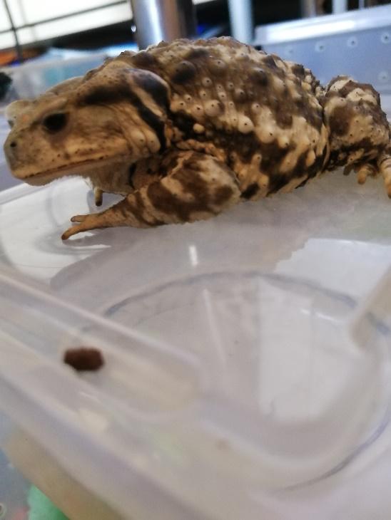 中华蟾蜍的快乐饲养法——养蛤心得分享|肆养来稿