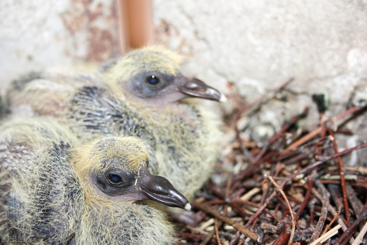 鸽舍鸽蝇成灾咋办,鸽舍防鼠办法